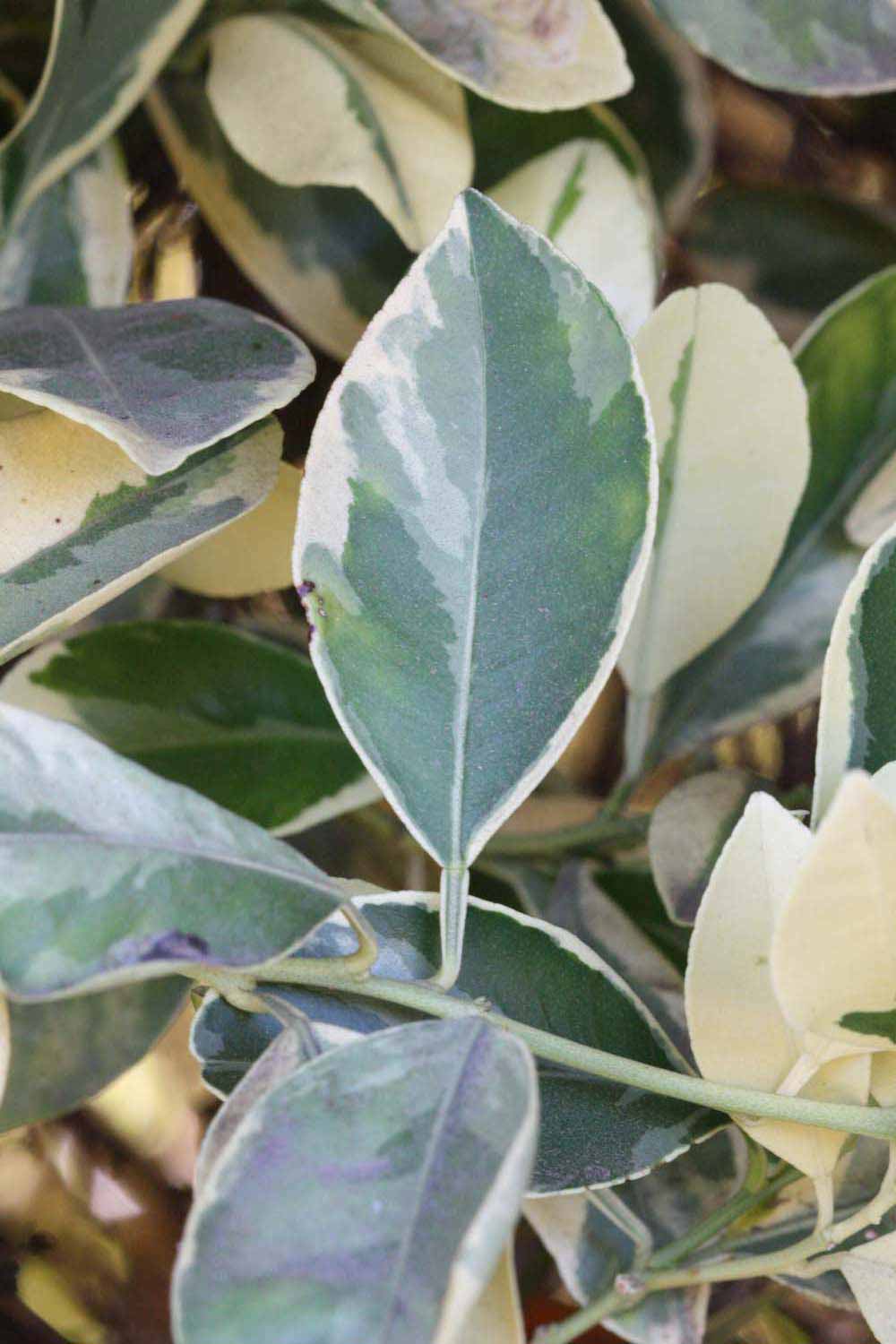              Unifoliolate leaf (Riverside, CA)       